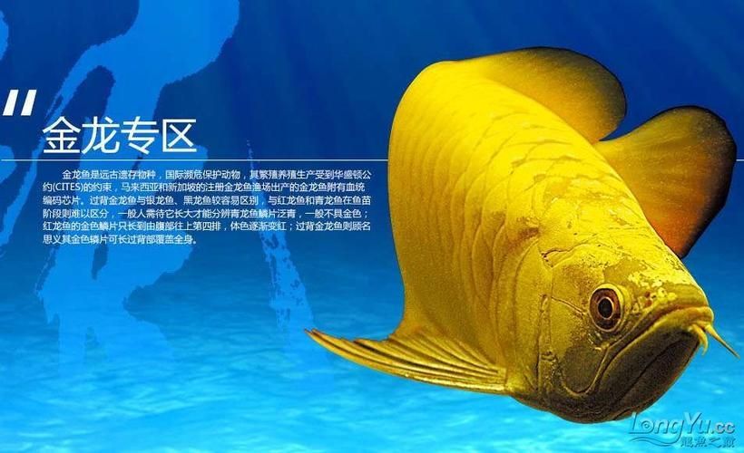 推薦幾個知名的龍魚品牌 推薦幾個知名的龍魚品牌 龍魚百科 第2張