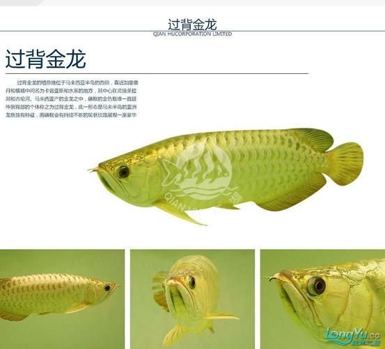 推薦幾個知名的龍魚品牌 推薦幾個知名的龍魚品牌 龍魚百科 第5張