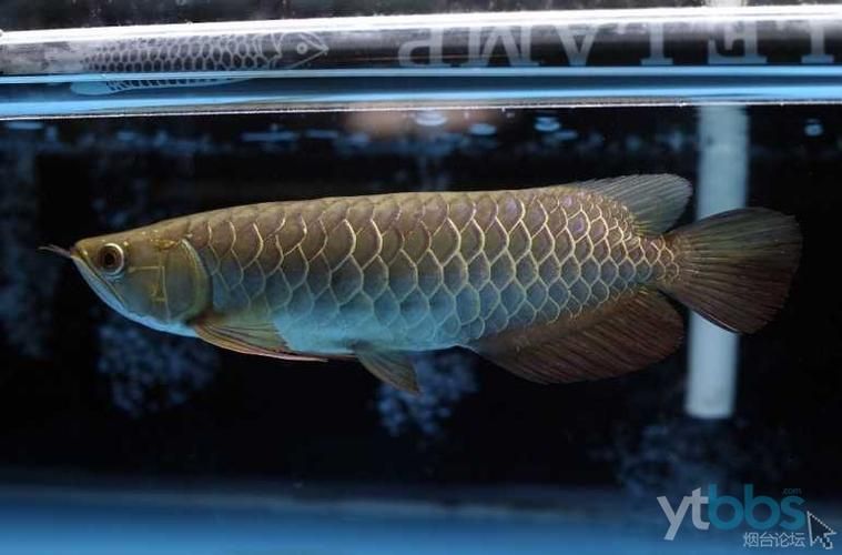 推薦幾個知名的龍魚品牌 推薦幾個知名的龍魚品牌 龍魚百科 第18張