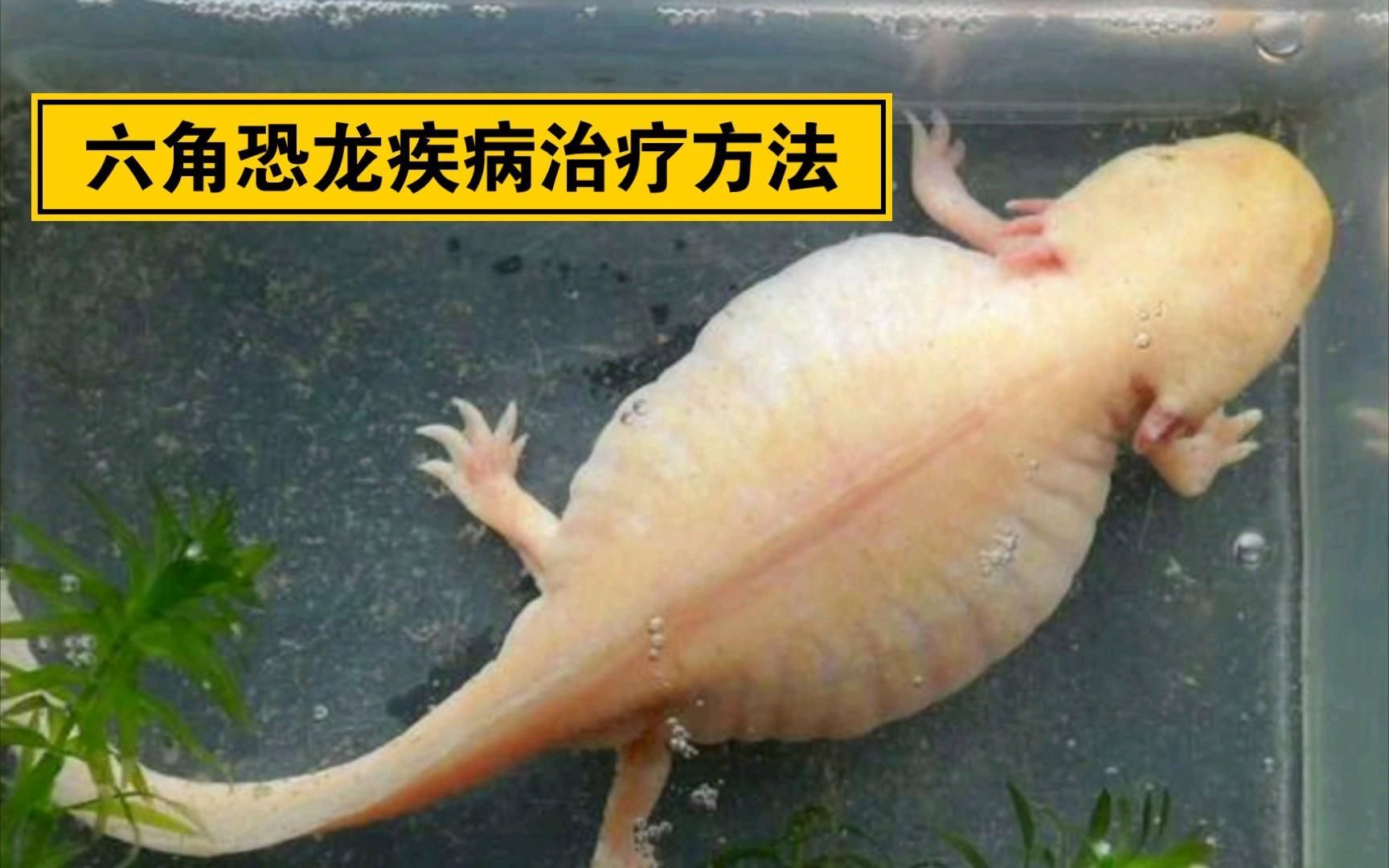 六腳恐龍魚有哪些常見疾病，六腳恐龍魚常見疾病