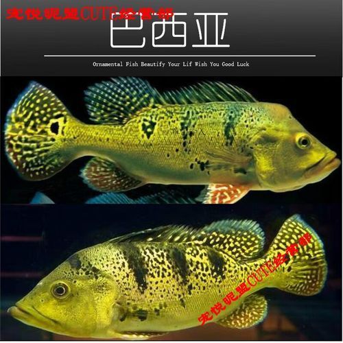 金老虎魚的價格是多少？，國產龍魚飼料哪個品牌性價比最高？ 金老虎魚的價格是多少？，國產龍魚飼料哪個品牌性價比最高？ 龍魚百科 第1張
