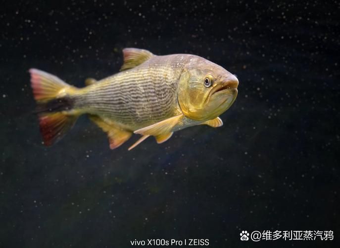 金老虎魚的價格是多少?,國產龍魚飼料哪個品牌性價比最高? 龍魚百科 第3張 金老虎魚的價格是多少?,國產龍魚飼料哪個品牌性價比最高? 金老虎魚的價格是多少?,國產龍魚飼料哪個品牌性價比最高? 龍魚百科 第3張