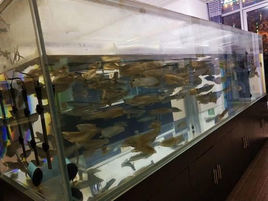 龍魚批發市場價格范圍是多少?,龍魚品種及種及價格對照表 龍魚百科 第5張 龍魚批發市場價格范圍是多少?,龍魚品種及種及價格對照表 龍魚批發市場價格范圍是多少?,龍魚品種及種及價格對照表 龍魚百科 第5張