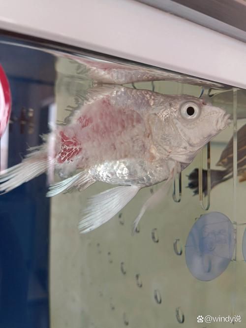 飛鳳魚有哪些常見疾病？，關于飛鳳魚疾病的詳解 飛鳳魚有哪些常見疾病？，關于飛鳳魚疾病的詳解 龍魚百科 第9張