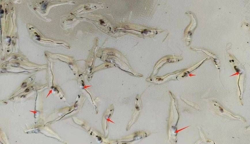 如何判斷魚是否患上菌鰓或蟲鰓，pubmed和arxiv論文診斷指南（pubmed和arxiv論文助手）