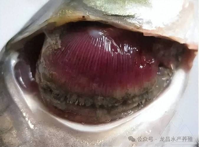 如何判斷魚是否患上菌鰓或蟲鰓，pubmed和arxiv論文診斷指南（pubmed和arxiv論文助手）