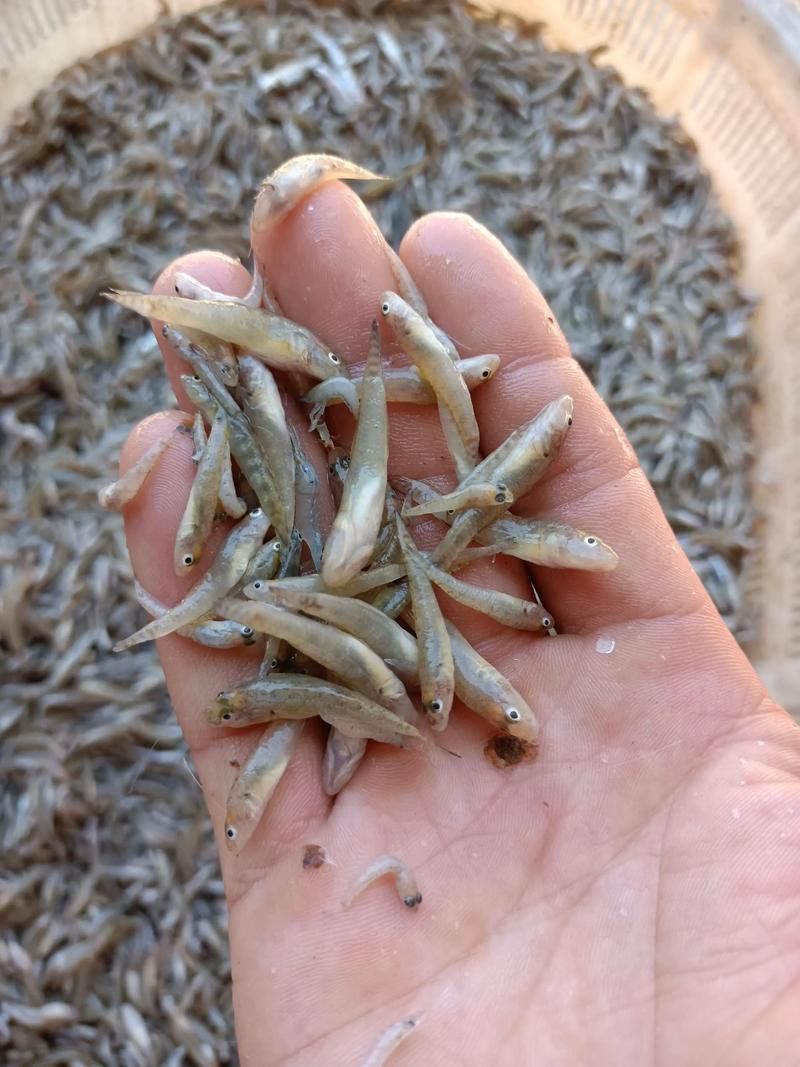 如何清洗和消毒龍魚飼料魚?,龍魚飼料魚清洗與消毒 龍魚百科 第5張 如何清洗和消毒龍魚飼料魚?,龍魚飼料魚清洗與消毒 如何清洗和消毒龍魚飼料魚?,龍魚飼料魚清洗與消毒 龍魚百科 第5張