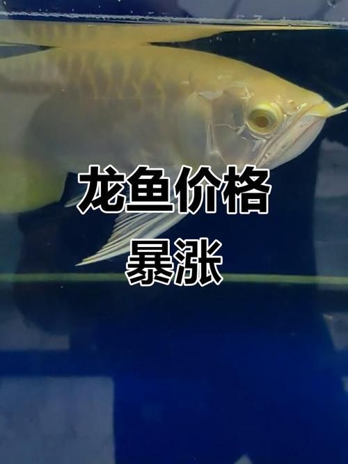 影響龍魚價格的因素有哪些，影響龍魚價格的因素 影響龍魚價格的因素有哪些，影響龍魚價格的因素 龍魚百科 第3張