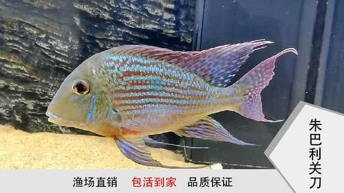 白子關(guān)刀魚有哪些品種？，五指連鰭唇魚的養(yǎng)殖難度如何？ 白子關(guān)刀魚有哪些品種？，五指連鰭唇魚的養(yǎng)殖難度如何？ 龍魚百科 第3張