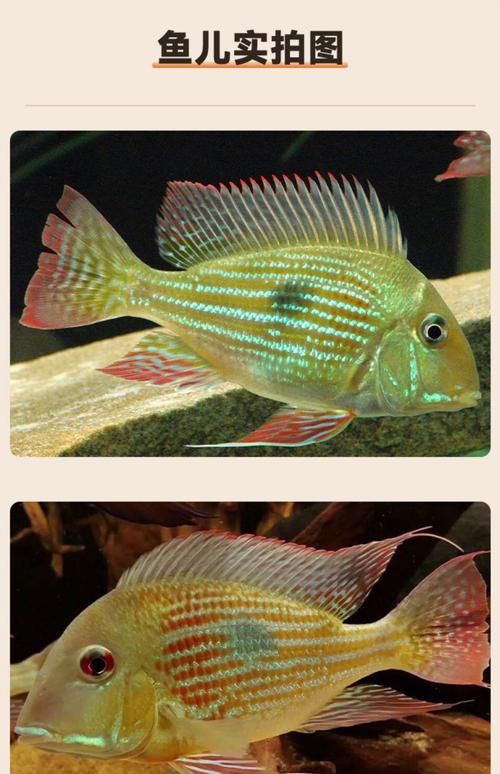 白子關(guān)刀魚有哪些品種？，五指連鰭唇魚的養(yǎng)殖難度如何？ 白子關(guān)刀魚有哪些品種？，五指連鰭唇魚的養(yǎng)殖難度如何？ 龍魚百科 第2張
