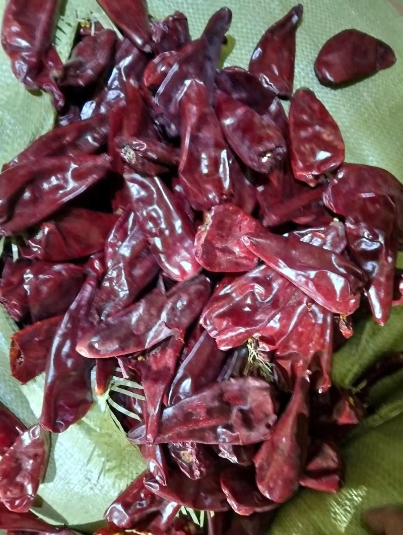 綠皮辣椒小紅龍有哪些特點?,“綠皮辣椒小紅龍”并非官方植物學品種名稱的特點 龍魚百科 第4張 綠皮辣椒小紅龍有哪些特點?,“綠皮辣椒小紅龍”并非官方植物學品種名稱的特點 綠皮辣椒小紅龍有哪些特點?,“綠皮辣椒小紅龍”并非官方植物學品種名稱的特點 龍魚百科 第4張