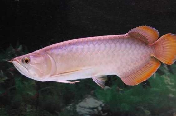 如何鑒別和興紅龍的真?zhèn)危浚团d紅龍的真?zhèn)舞b別標(biāo)準(zhǔn) 如何鑒別和興紅龍的真?zhèn)危浚团d紅龍的真?zhèn)舞b別標(biāo)準(zhǔn) 龍魚百科 第9張