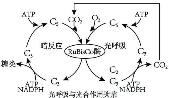 有哪些天然方法讓魚缺氧浮起，surfacerespiration(asr)魚類因缺氧浮起的機制 有哪些天然方法讓魚缺氧浮起，surfacerespiration(asr)魚類因缺氧浮起的機制 龍魚百科 第2張