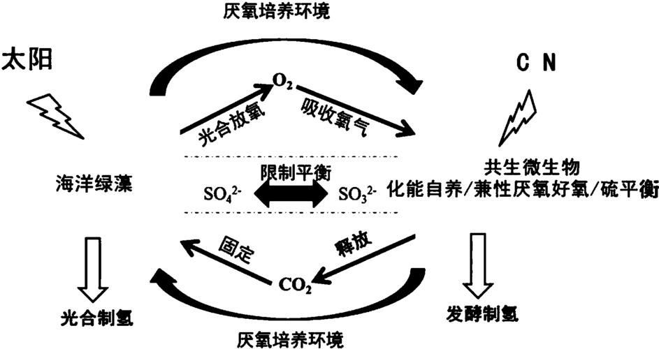 有哪些天然方法讓魚缺氧浮起，surfacerespiration(asr)魚類因缺氧浮起的機制 有哪些天然方法讓魚缺氧浮起，surfacerespiration(asr)魚類因缺氧浮起的機制 龍魚百科 第5張