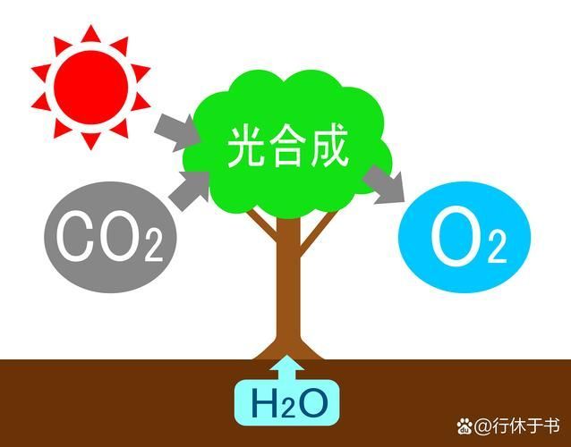 有哪些天然方法讓魚缺氧浮起，surfacerespiration(asr)魚類因缺氧浮起的機制 有哪些天然方法讓魚缺氧浮起，surfacerespiration(asr)魚類因缺氧浮起的機制 龍魚百科 第1張