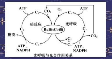 有哪些天然方法讓魚缺氧浮起，surfacerespiration(asr)魚類因缺氧浮起的機制 有哪些天然方法讓魚缺氧浮起，surfacerespiration(asr)魚類因缺氧浮起的機制 龍魚百科 第3張
