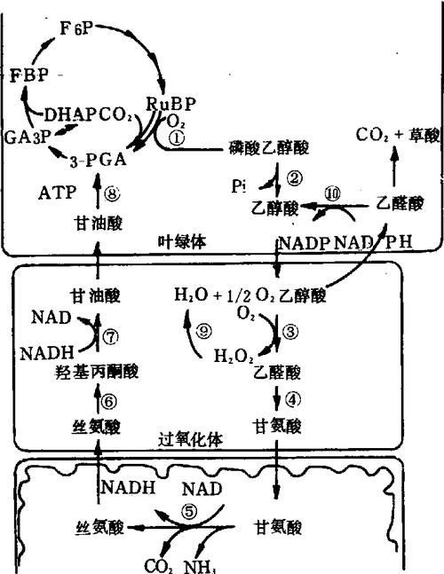 有哪些天然方法讓魚缺氧浮起，surfacerespiration(asr)魚類因缺氧浮起的機制 有哪些天然方法讓魚缺氧浮起，surfacerespiration(asr)魚類因缺氧浮起的機制 龍魚百科 第6張