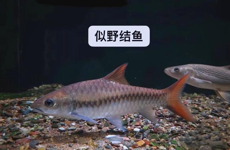 如何挑選新鮮的忘不了魚？，如何挑選新鮮忘不了魚 如何挑選新鮮的忘不了魚？，如何挑選新鮮忘不了魚 龍魚百科 第8張
