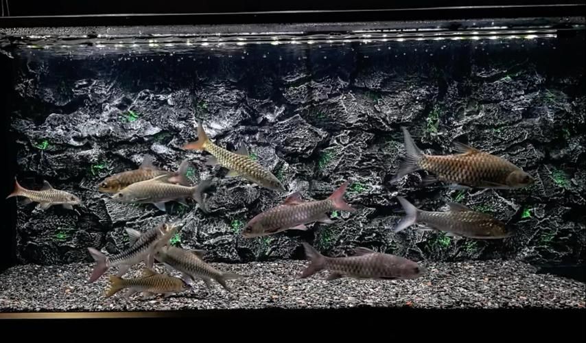如何挑選新鮮的忘不了魚？，如何挑選新鮮忘不了魚 如何挑選新鮮的忘不了魚？，如何挑選新鮮忘不了魚 龍魚百科 第4張