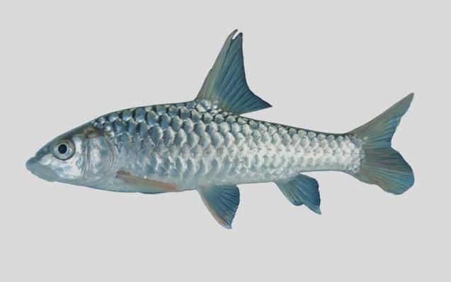 如何挑選新鮮的忘不了魚？，如何挑選新鮮忘不了魚 如何挑選新鮮的忘不了魚？，如何挑選新鮮忘不了魚 龍魚百科 第1張
