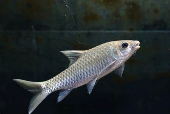如何挑選新鮮的忘不了魚？，如何挑選新鮮忘不了魚 如何挑選新鮮的忘不了魚？，如何挑選新鮮忘不了魚 龍魚百科 第6張