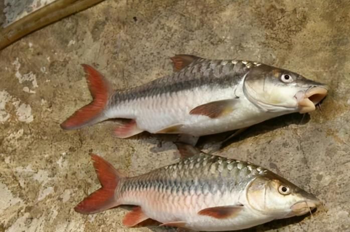如何挑選新鮮的忘不了魚？，如何挑選新鮮忘不了魚 如何挑選新鮮的忘不了魚？，如何挑選新鮮忘不了魚 龍魚百科 第5張
