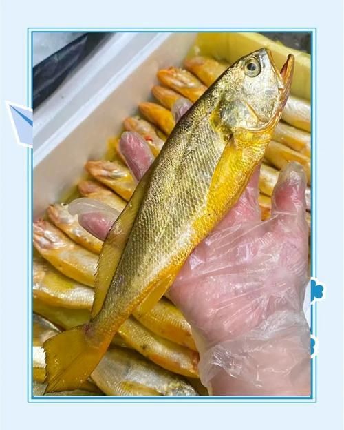有哪些魚種恢復較快，大西洋藍鰭金槍魚、黃鰭金槍魚、大西洋藍鰭金槍魚、黃鰭金槍魚 有哪些魚種恢復較快，大西洋藍鰭金槍魚、黃鰭金槍魚、大西洋藍鰭金槍魚、黃鰭金槍魚 龍魚百科 第16張