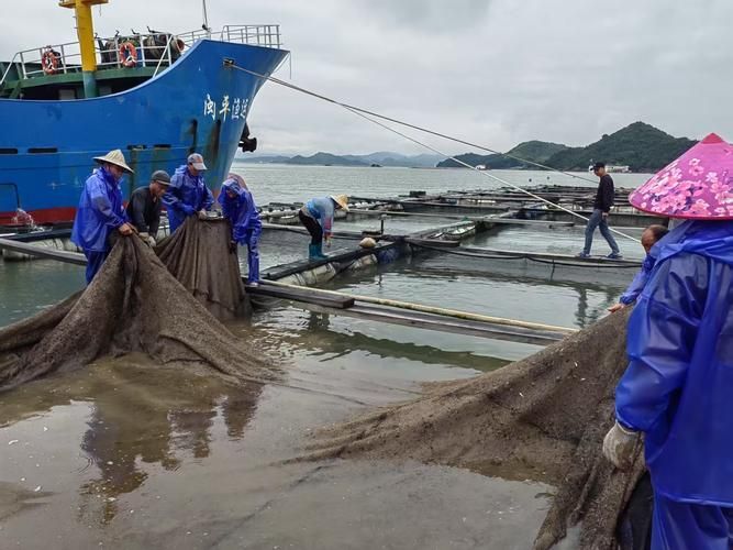 有哪些魚種恢復較快，大西洋藍鰭金槍魚、黃鰭金槍魚、大西洋藍鰭金槍魚、黃鰭金槍魚 有哪些魚種恢復較快，大西洋藍鰭金槍魚、黃鰭金槍魚、大西洋藍鰭金槍魚、黃鰭金槍魚 龍魚百科 第18張