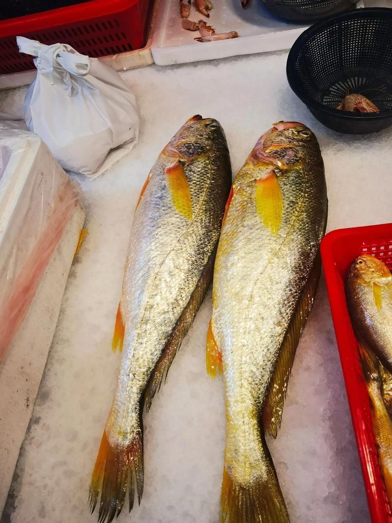 有哪些魚種恢復較快，大西洋藍鰭金槍魚、黃鰭金槍魚、大西洋藍鰭金槍魚、黃鰭金槍魚 有哪些魚種恢復較快，大西洋藍鰭金槍魚、黃鰭金槍魚、大西洋藍鰭金槍魚、黃鰭金槍魚 龍魚百科 第17張