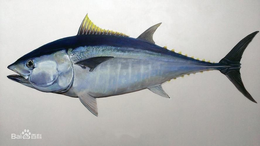 有哪些魚種恢復較快，大西洋藍鰭金槍魚、黃鰭金槍魚、大西洋藍鰭金槍魚、黃鰭金槍魚 有哪些魚種恢復較快，大西洋藍鰭金槍魚、黃鰭金槍魚、大西洋藍鰭金槍魚、黃鰭金槍魚 龍魚百科 第3張