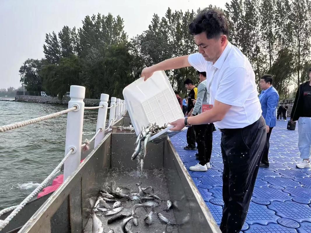 有哪些魚種恢復較快，大西洋藍鰭金槍魚、黃鰭金槍魚、大西洋藍鰭金槍魚、黃鰭金槍魚 有哪些魚種恢復較快，大西洋藍鰭金槍魚、黃鰭金槍魚、大西洋藍鰭金槍魚、黃鰭金槍魚 龍魚百科 第15張