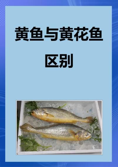 有哪些魚種恢復較快，大西洋藍鰭金槍魚、黃鰭金槍魚、大西洋藍鰭金槍魚、黃鰭金槍魚 有哪些魚種恢復較快，大西洋藍鰭金槍魚、黃鰭金槍魚、大西洋藍鰭金槍魚、黃鰭金槍魚 龍魚百科 第13張
