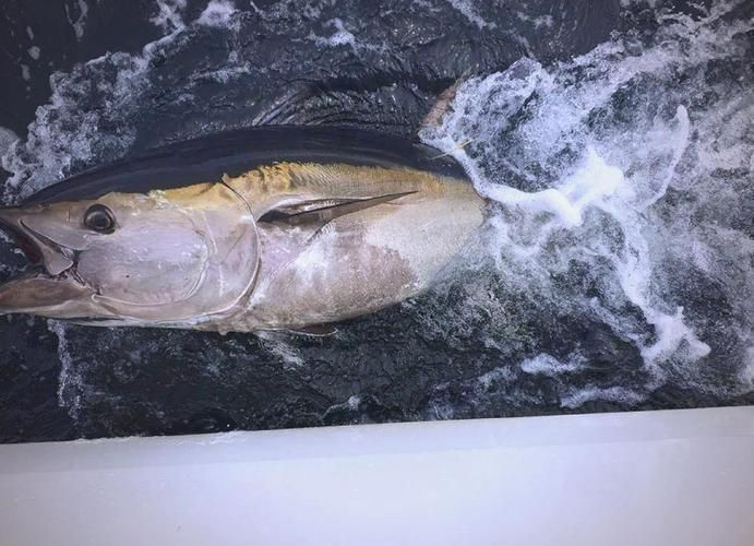 有哪些魚種恢復較快，大西洋藍鰭金槍魚、黃鰭金槍魚、大西洋藍鰭金槍魚、黃鰭金槍魚 有哪些魚種恢復較快，大西洋藍鰭金槍魚、黃鰭金槍魚、大西洋藍鰭金槍魚、黃鰭金槍魚 龍魚百科 第6張