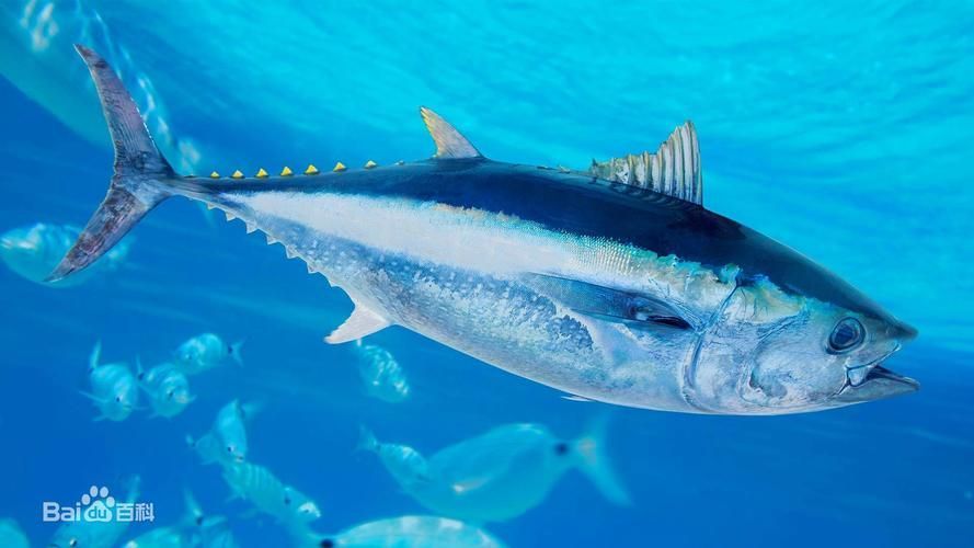 有哪些魚種恢復較快，大西洋藍鰭金槍魚、黃鰭金槍魚、大西洋藍鰭金槍魚、黃鰭金槍魚 有哪些魚種恢復較快，大西洋藍鰭金槍魚、黃鰭金槍魚、大西洋藍鰭金槍魚、黃鰭金槍魚 龍魚百科 第2張