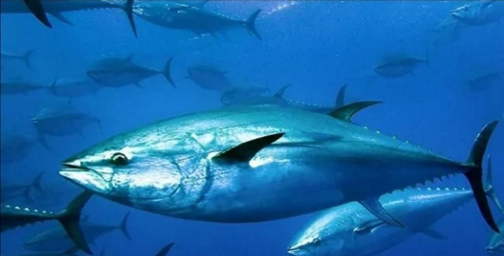 有哪些魚種恢復較快，大西洋藍鰭金槍魚、黃鰭金槍魚、大西洋藍鰭金槍魚、黃鰭金槍魚 有哪些魚種恢復較快，大西洋藍鰭金槍魚、黃鰭金槍魚、大西洋藍鰭金槍魚、黃鰭金槍魚 龍魚百科 第5張