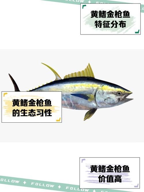 有哪些魚種恢復較快，大西洋藍鰭金槍魚、黃鰭金槍魚、大西洋藍鰭金槍魚、黃鰭金槍魚 有哪些魚種恢復較快，大西洋藍鰭金槍魚、黃鰭金槍魚、大西洋藍鰭金槍魚、黃鰭金槍魚 龍魚百科 第9張