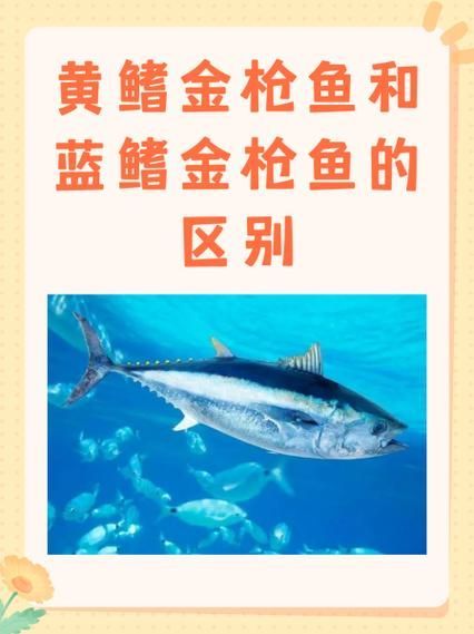 有哪些魚種恢復較快，大西洋藍鰭金槍魚、黃鰭金槍魚、大西洋藍鰭金槍魚、黃鰭金槍魚 有哪些魚種恢復較快，大西洋藍鰭金槍魚、黃鰭金槍魚、大西洋藍鰭金槍魚、黃鰭金槍魚 龍魚百科 第7張
