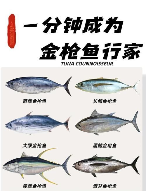 有哪些魚種恢復較快，大西洋藍鰭金槍魚、黃鰭金槍魚、大西洋藍鰭金槍魚、黃鰭金槍魚 有哪些魚種恢復較快，大西洋藍鰭金槍魚、黃鰭金槍魚、大西洋藍鰭金槍魚、黃鰭金槍魚 龍魚百科 第11張