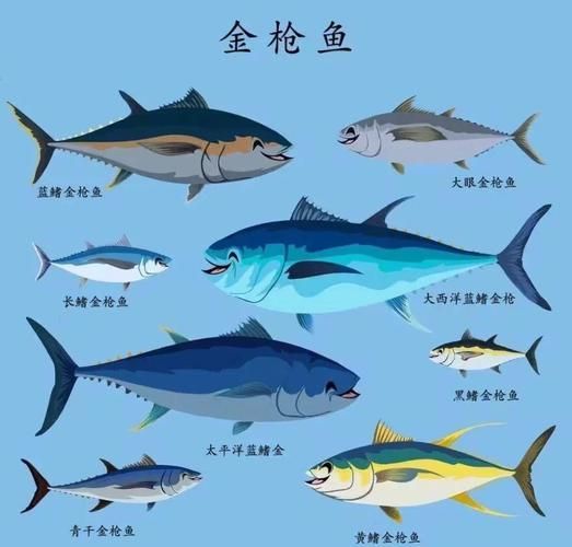 有哪些魚種恢復較快，大西洋藍鰭金槍魚、黃鰭金槍魚、大西洋藍鰭金槍魚、黃鰭金槍魚 有哪些魚種恢復較快，大西洋藍鰭金槍魚、黃鰭金槍魚、大西洋藍鰭金槍魚、黃鰭金槍魚 龍魚百科 第12張