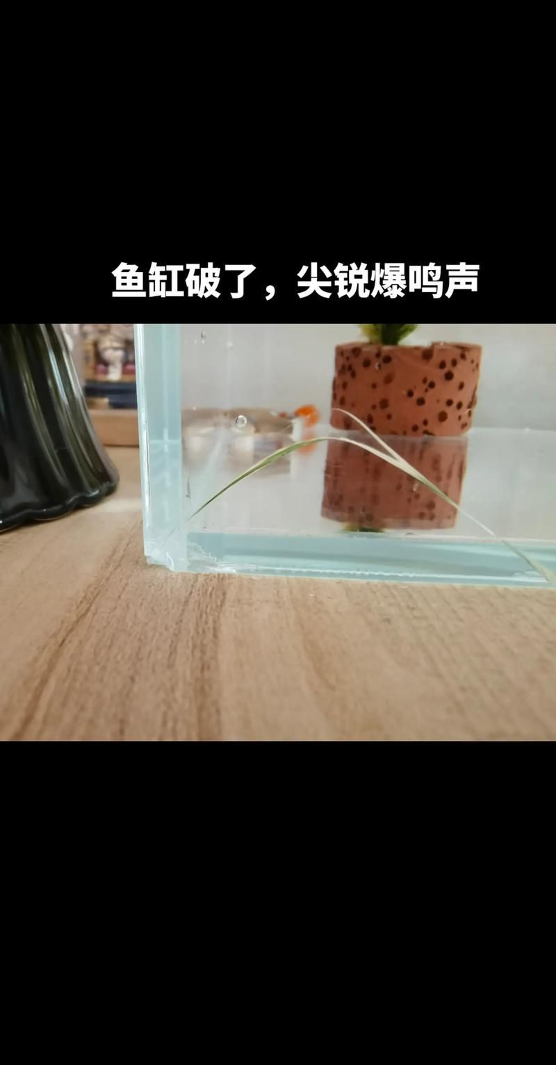 如何判斷龍魚缸的品牌真?zhèn)危浚獧?quán)威鑒別指南 如何判斷龍魚缸的品牌真?zhèn)危浚獧?quán)威鑒別指南 龍魚百科 第9張