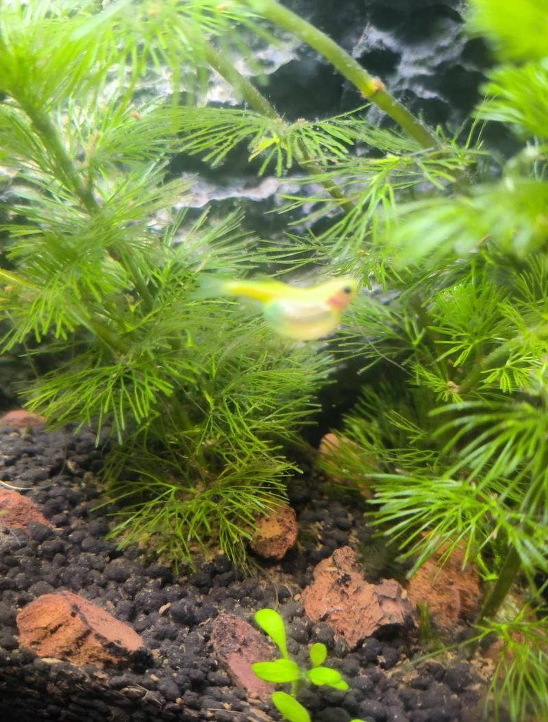 魚腹水如何治療 魚腹水如何治療 龍魚百科 第3張