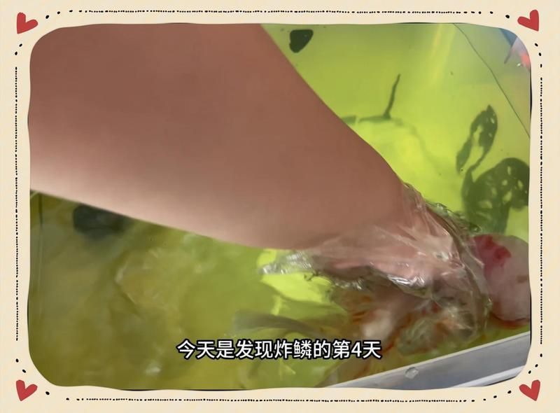 魚腹水如何治療 魚腹水如何治療 龍魚百科 第2張