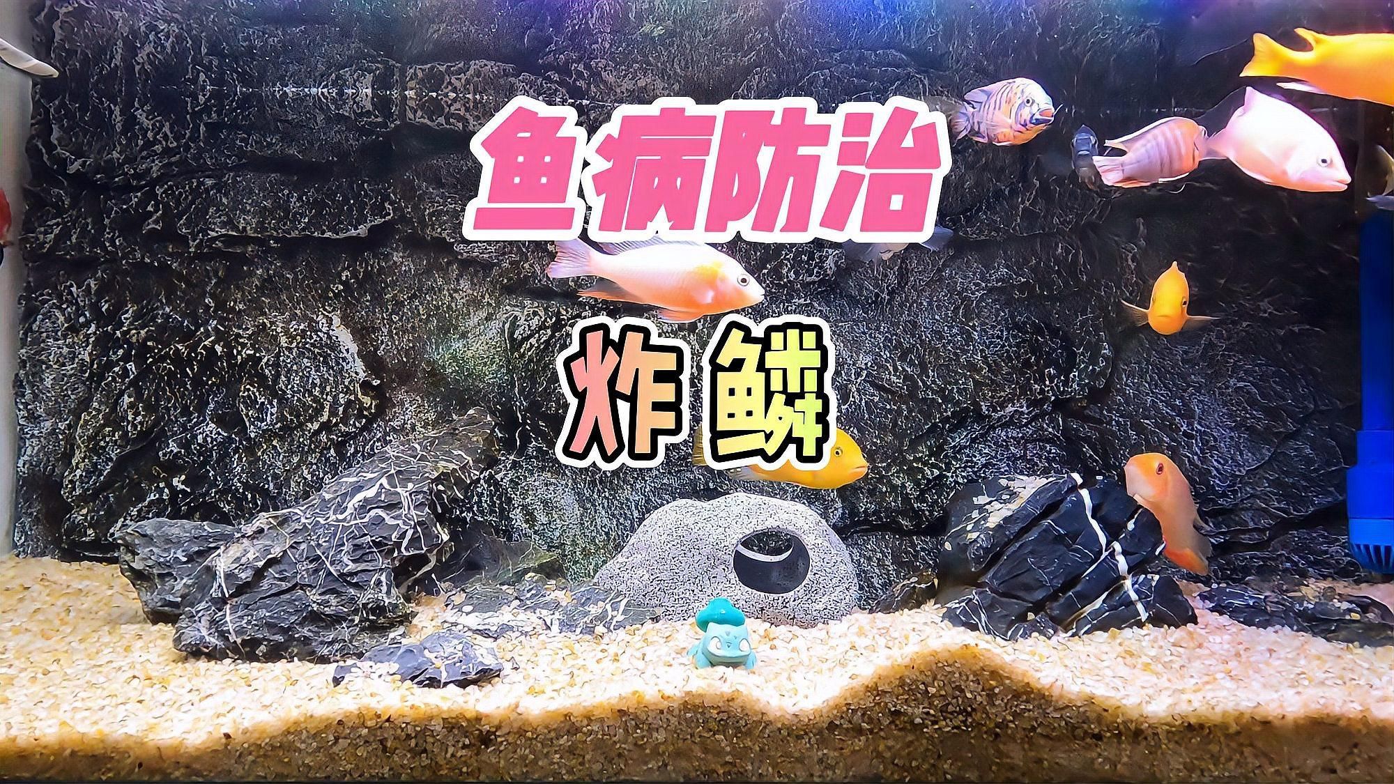 魚炸鱗后會(huì)怎樣，養(yǎng)魚筆記第2季:魚炸鱗、豎鱗、豎鱗、豎鱗怎么回事 魚炸鱗后會(huì)怎樣，養(yǎng)魚筆記第2季:魚炸鱗、豎鱗、豎鱗、豎鱗怎么回事 龍魚百科 第1張