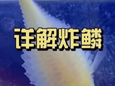 魚炸鱗后會(huì)怎樣，養(yǎng)魚筆記第2季:魚炸鱗、豎鱗、豎鱗、豎鱗怎么回事 魚炸鱗后會(huì)怎樣，養(yǎng)魚筆記第2季:魚炸鱗、豎鱗、豎鱗、豎鱗怎么回事 龍魚百科 第2張