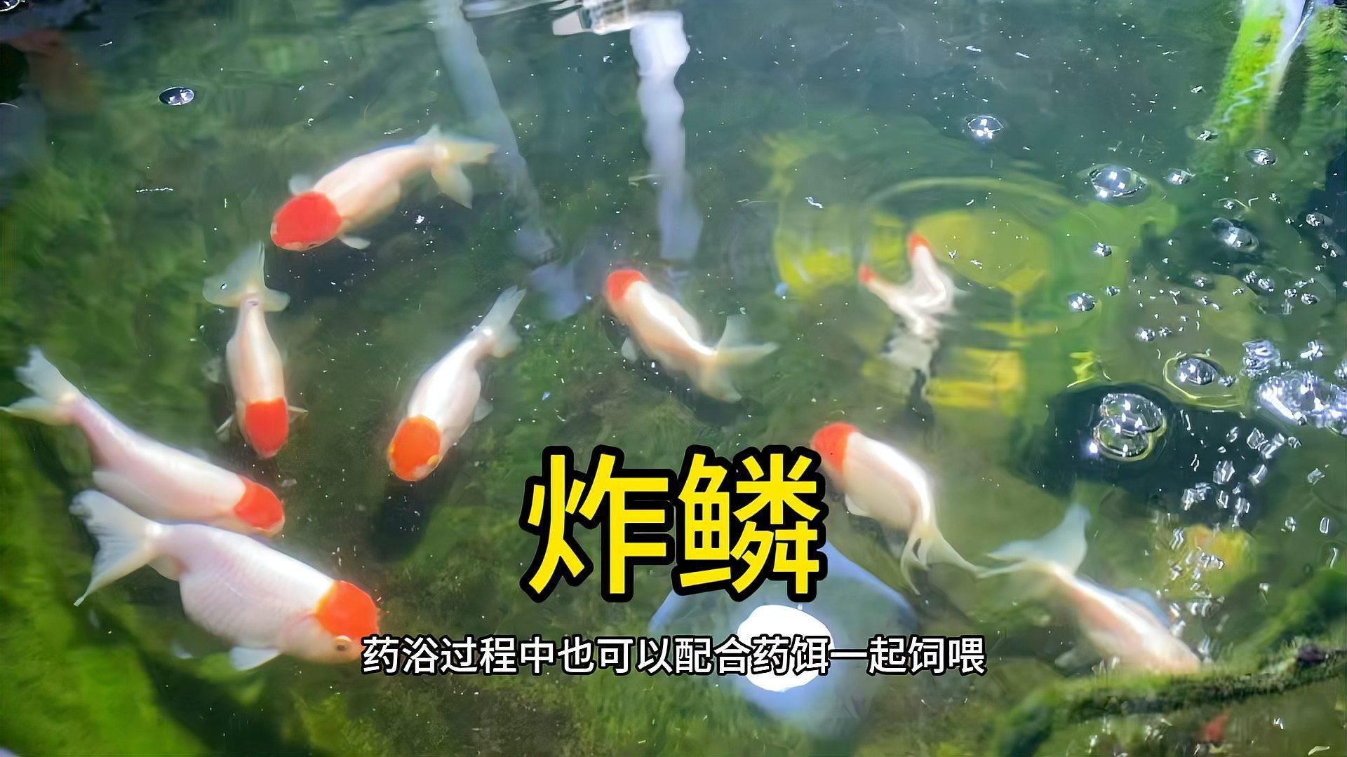 魚炸鱗后會(huì)怎樣，養(yǎng)魚筆記第2季:魚炸鱗、豎鱗、豎鱗、豎鱗怎么回事 魚炸鱗后會(huì)怎樣，養(yǎng)魚筆記第2季:魚炸鱗、豎鱗、豎鱗、豎鱗怎么回事 龍魚百科 第4張