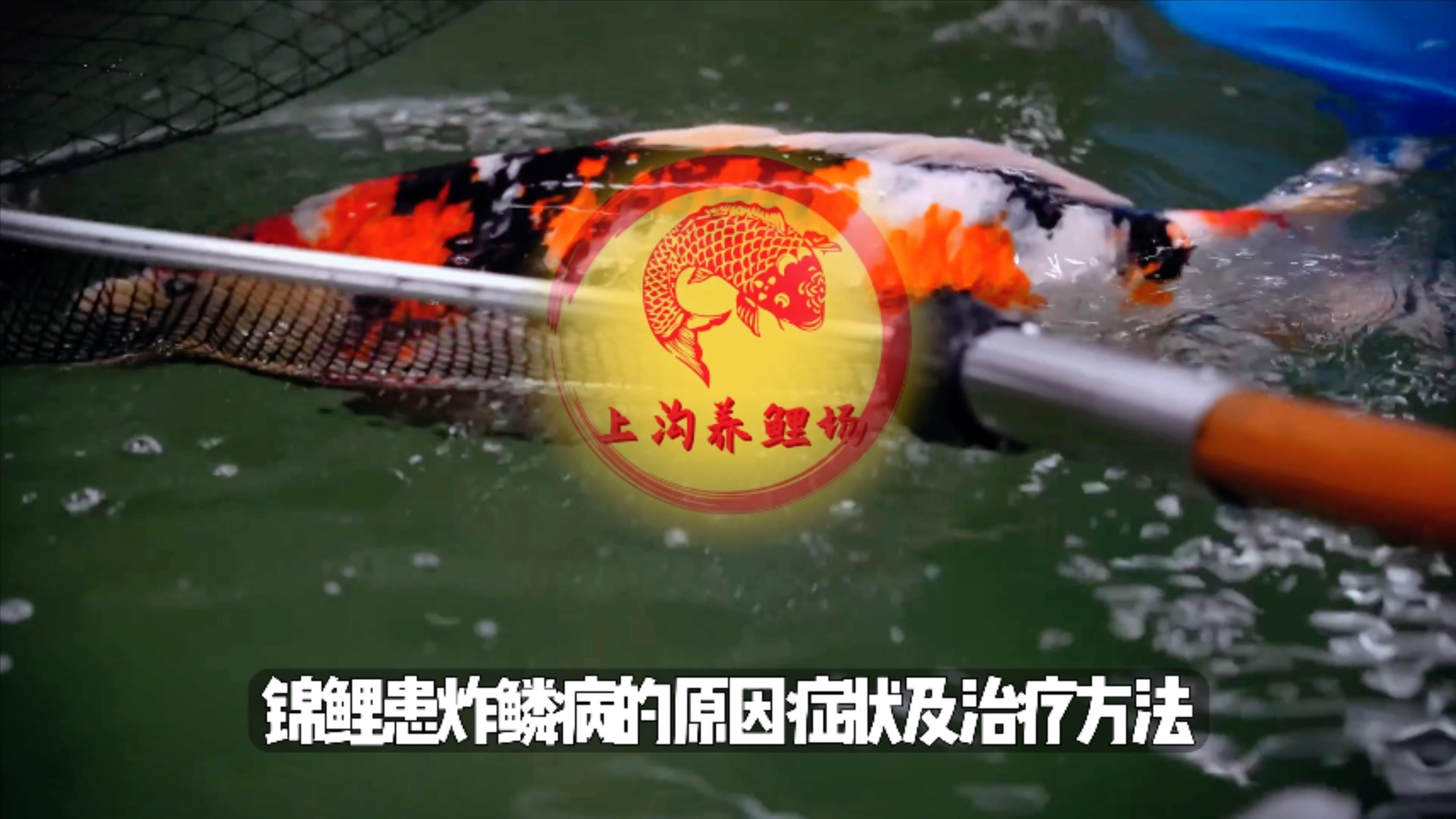 魚炸鱗后會(huì)怎樣，養(yǎng)魚筆記第2季:魚炸鱗、豎鱗、豎鱗、豎鱗怎么回事 魚炸鱗后會(huì)怎樣，養(yǎng)魚筆記第2季:魚炸鱗、豎鱗、豎鱗、豎鱗怎么回事 龍魚百科 第3張