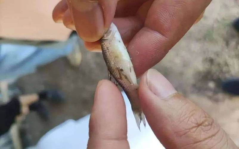 如何判斷紅龍魚外寄是否好轉(zhuǎn),如何判斷紅龍魚外寄生蟲好轉(zhuǎn) 龍魚百科 第6張 如何判斷紅龍魚外寄是否好轉(zhuǎn),如何判斷紅龍魚外寄生蟲好轉(zhuǎn) 如何判斷紅龍魚外寄是否好轉(zhuǎn),如何判斷紅龍魚外寄生蟲好轉(zhuǎn) 龍魚百科 第6張