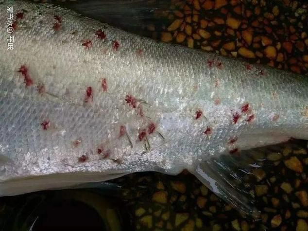 如何判斷紅龍魚外寄是否好轉(zhuǎn),如何判斷紅龍魚外寄生蟲好轉(zhuǎn) 龍魚百科 第2張 如何判斷紅龍魚外寄是否好轉(zhuǎn),如何判斷紅龍魚外寄生蟲好轉(zhuǎn) 如何判斷紅龍魚外寄是否好轉(zhuǎn),如何判斷紅龍魚外寄生蟲好轉(zhuǎn) 龍魚百科 第2張