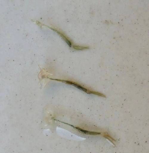 如何判斷紅龍魚外寄是否好轉(zhuǎn),如何判斷紅龍魚外寄生蟲好轉(zhuǎn) 龍魚百科 第4張 如何判斷紅龍魚外寄是否好轉(zhuǎn),如何判斷紅龍魚外寄生蟲好轉(zhuǎn) 如何判斷紅龍魚外寄是否好轉(zhuǎn),如何判斷紅龍魚外寄生蟲好轉(zhuǎn) 龍魚百科 第4張