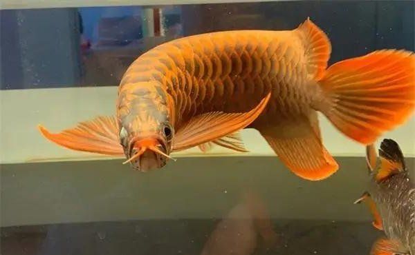 龍魚炸鱗鱗片潰爛能活多久，龍魚炸鱗三大原因揭秘 龍魚炸鱗鱗片潰爛能活多久，龍魚炸鱗三大原因揭秘 龍魚百科 第2張